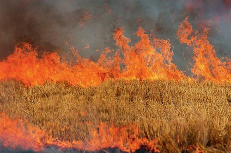 У Запорізькій області згоріли 20 гектарі…