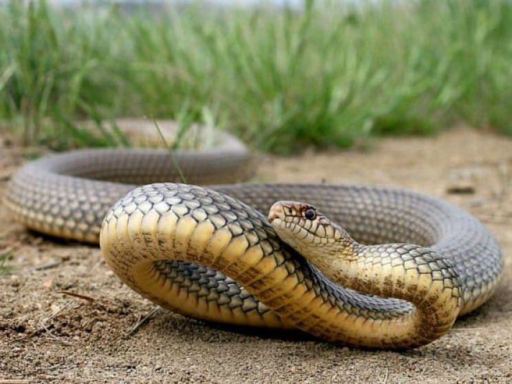 У Рівненському районі змія напала на чол…