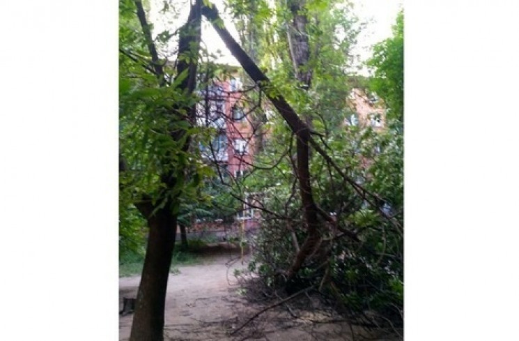 В Кривом Роге дерево рухнуло на детскую…