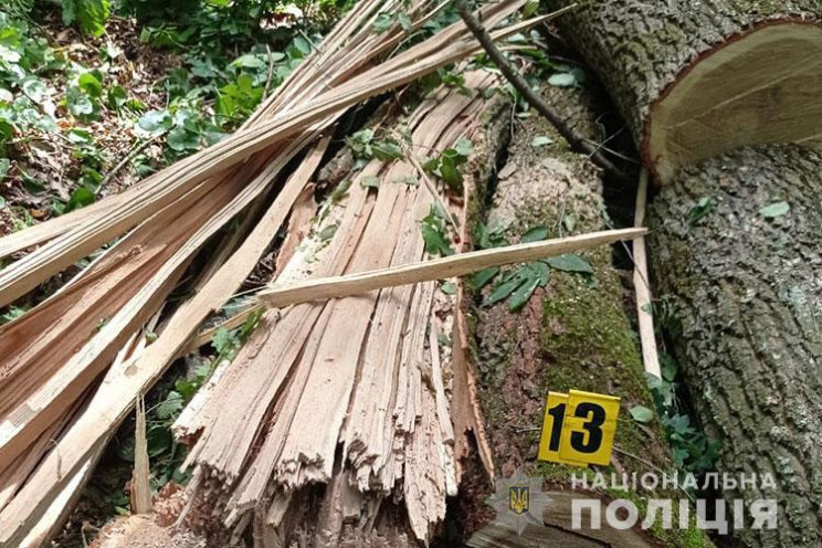 Незаконну вирубку дубів на Тернопільщині…