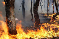 На Запорожье выгорело более шести гектар…