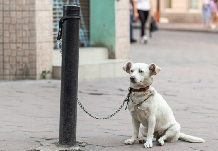Можно ли с собакой заходить в магазин по закону РФ: базовые правила