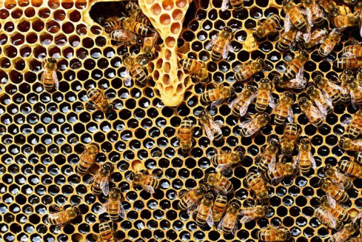 В Україні вивели унікальну породу бджіл,…