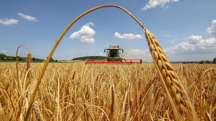 Найвищі врожаї цьогоріч збирають на Хмел…