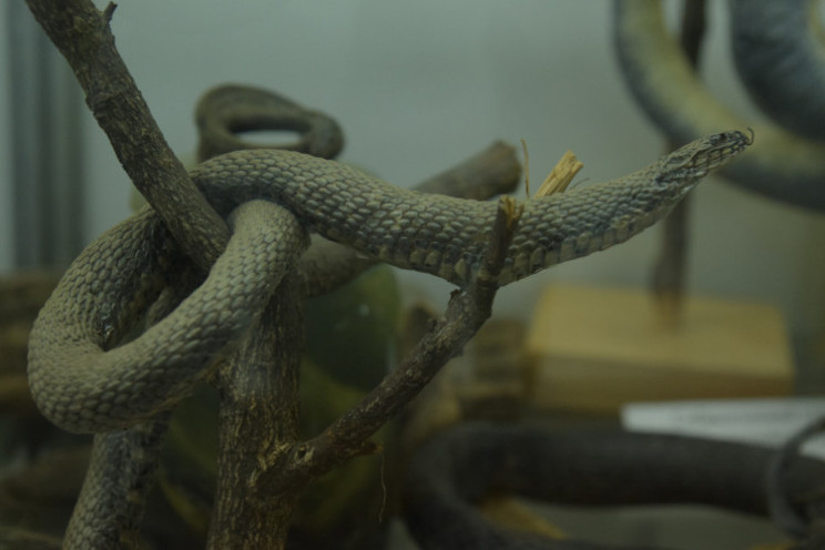 У Запорізькій області отруйні змії покус…