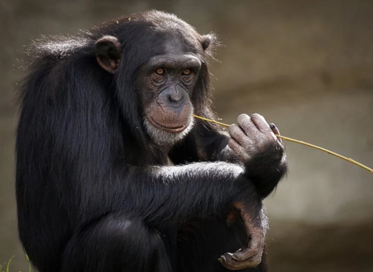 В Китае впервые от вируса обезьян умер ч…