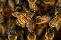 Спасли 60 ульев с пчелами: На Полтавщине…
