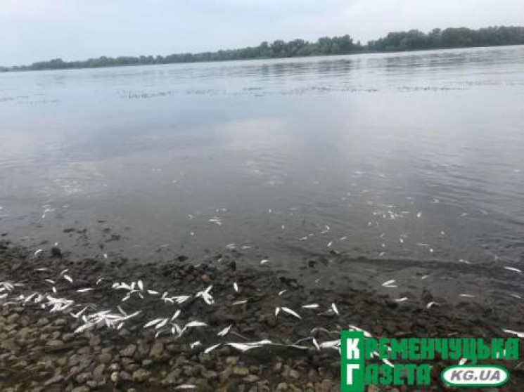 На Полтавщині у Дніпрі масово гине риба…