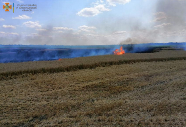 На Миколаївщині вигоріло пшеничне поле…