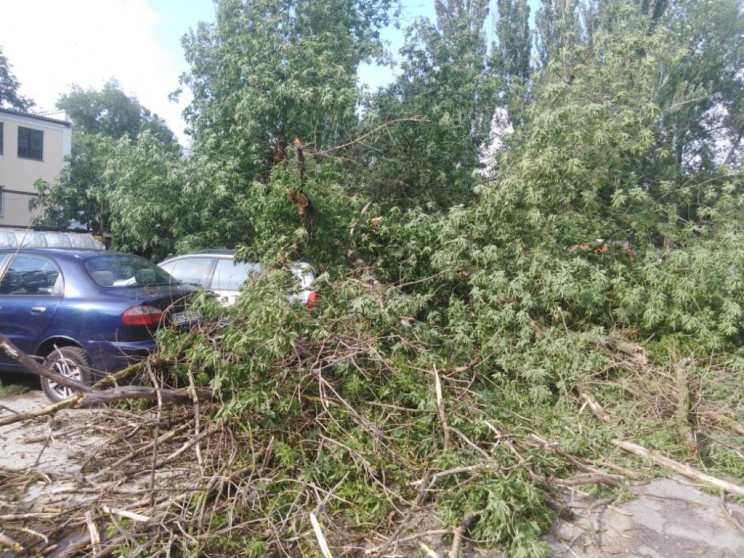 В Херсоне аварийное дерево разбило машин…
