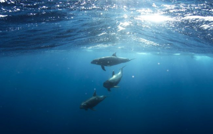 У Залізному Порту на Херсонщині дельфіни…