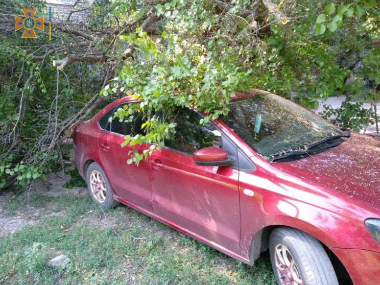 На Харківщині зламане вітром дерево звал…
