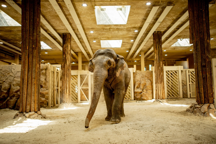 У зоопарку Харкова померла 23-річна слон…