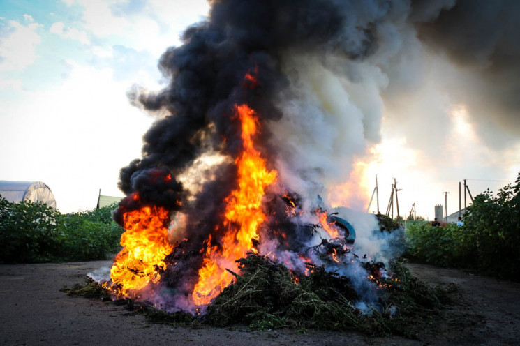 На Херсонщині поліцейські спалили конопл…