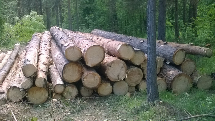 Мешканець Хустщини зрубав 25 дерев і зав…