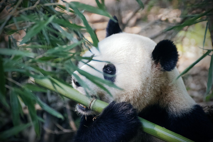 У Китаї народилась найважча у світі панд…