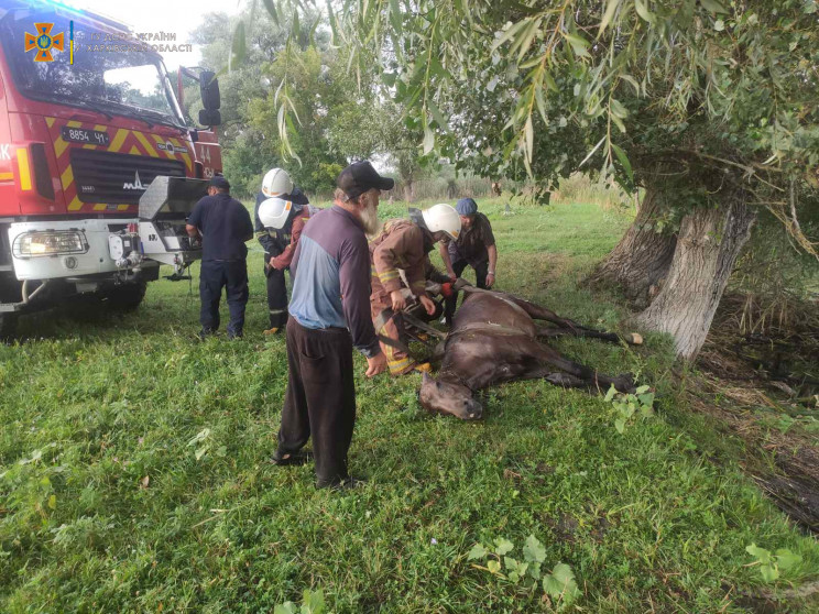 Харьковские спасатели вытащили лошадь из…