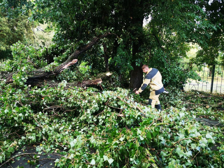 В Ужгороде сломанное ураганом дерево упа…