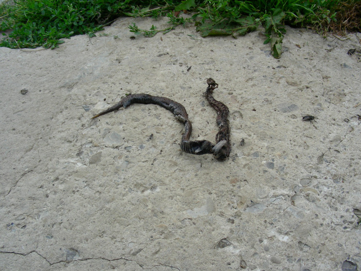На Гуцульщині є унікальний кіт-змієлов,…