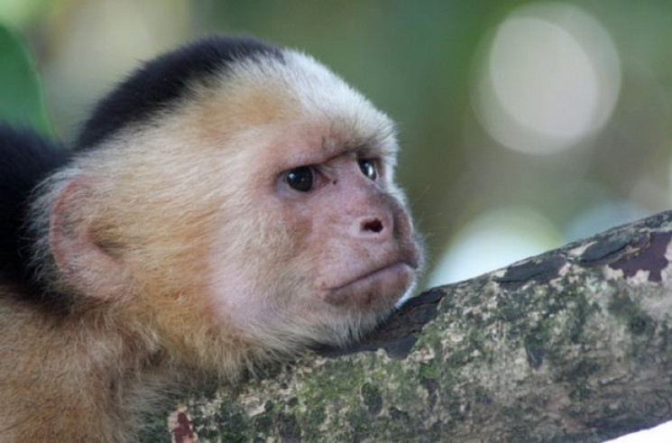 Вчені назвали мавп, які вже 3 тис. років…