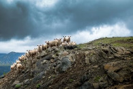В Грузии молния убила более 500 овец (ВИ…