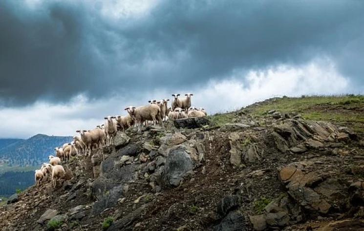 У Грузії блискавка вбила понад 500 овець…
