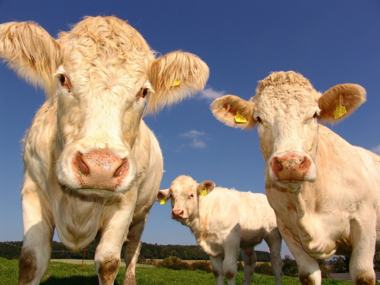 У Франції агресивні корови окупували пля…