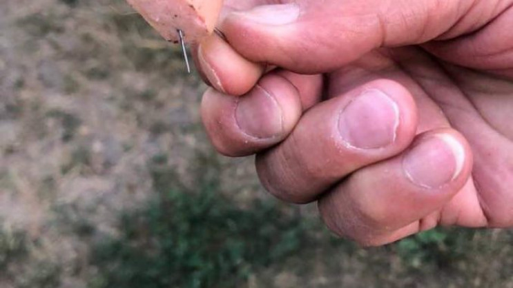 У Києві власники собак знайшли у парку ш…