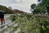 В Харькове стихия повалила большое дерев…
