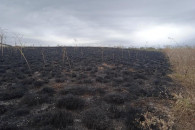 Пожежа в ландшафтному парку в "ДНР": В м…