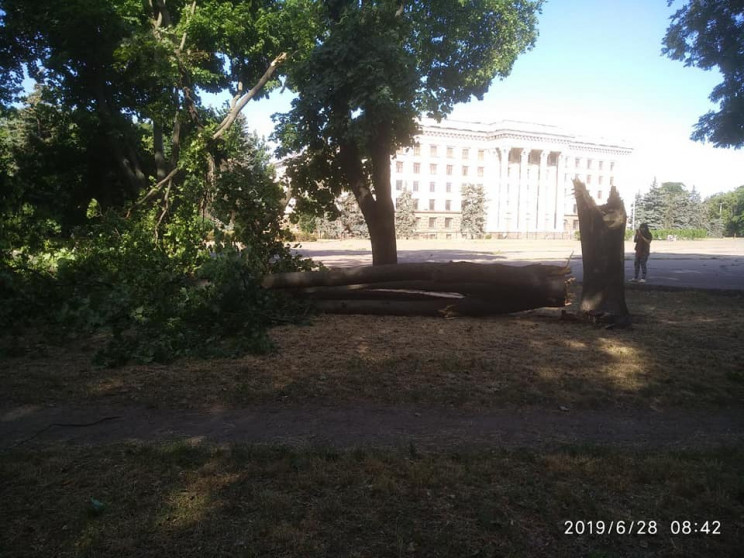 Через негоду в Одесі впало шість дерев…