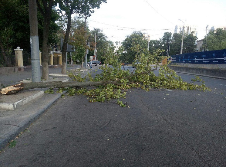 В центре Днипра непогодой повалило дерев…