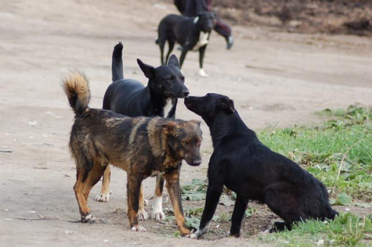 На Харківщині суд змусив власника собак,…