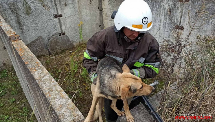 Вінницькі рятувальники дістали собаку з…