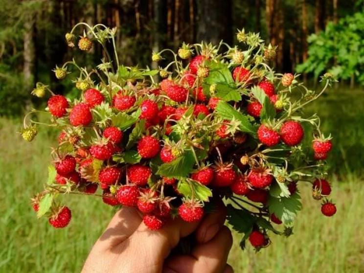 Синоптики рассказали, что на Кропивниччи…