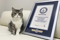 Кот из Японии установил рекорд благодаря…