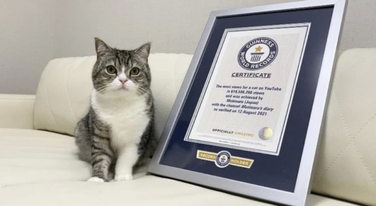 Кот из Японии установил рекорд благодаря…