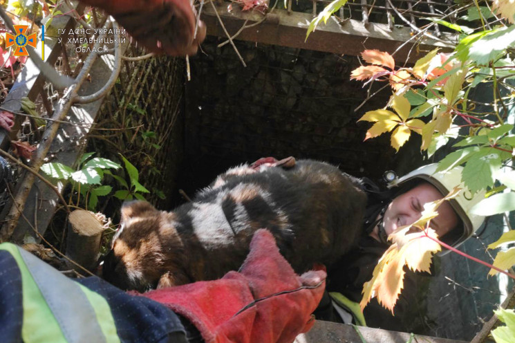Порятунок чотирилапого: У Кам'янці собак…