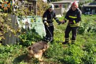 Порятунок собаки: В Дунаївцях із септика…
