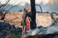 В Калифорнии из-за лесных пожаров погиба…