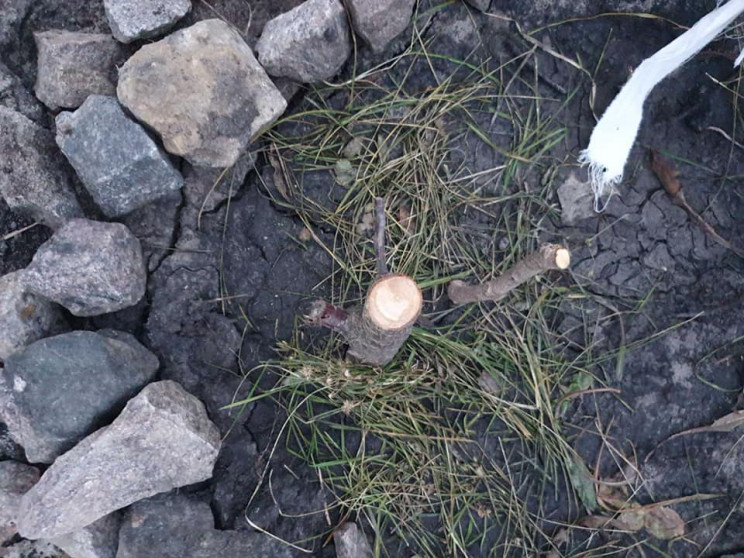 В одному з районів Києва зрізали молоді…