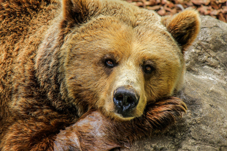 На Ивано-Франковщине медведь разрушил па…