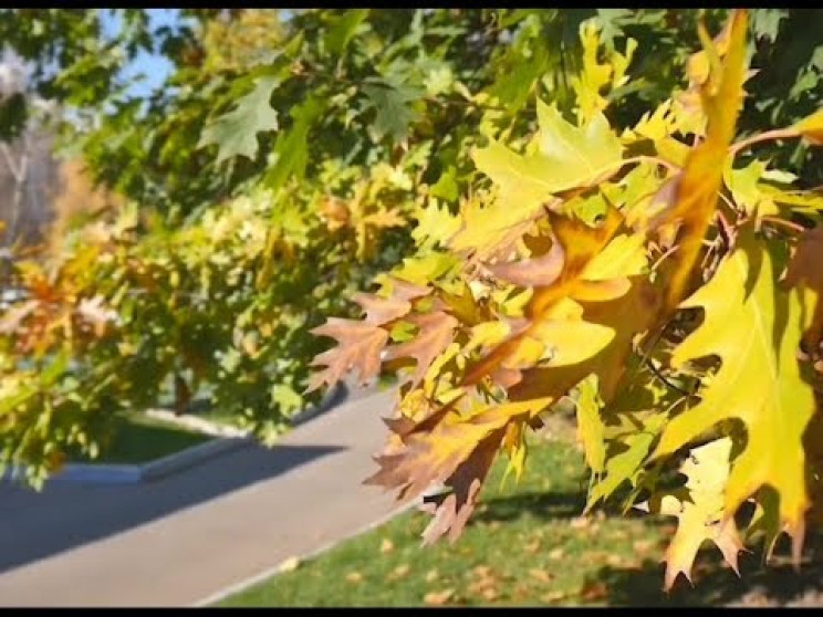 В Україну йде потепління: Якою буде пого…