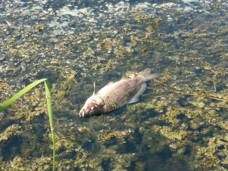На Полтавщині у рибі виявили збудник бот…