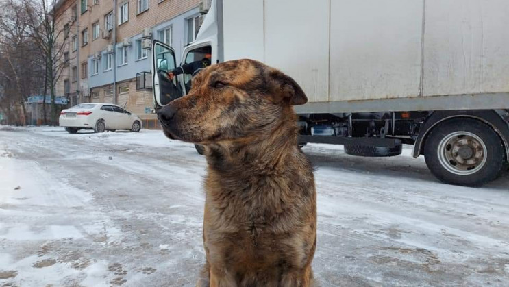 Под Днепром бездомная собака "написала"…