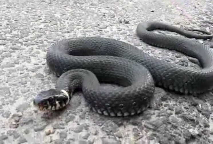 На Полтавщині змія двічі вкусила 69-річн…