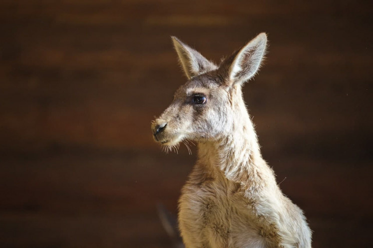 Новые кенгуру, лемуры и тамарины: В харь…