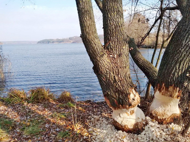 У Ладижині на берегах Південного Бугу бо…