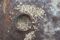 Во Львовской области нашли бочки с зерно…