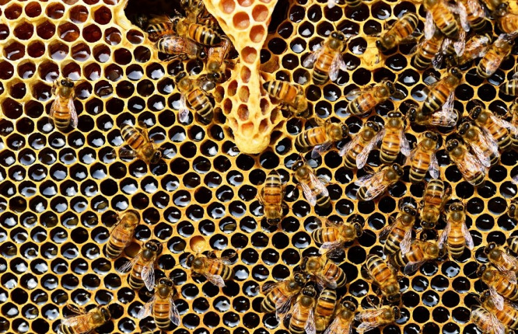 На Кубані масово гинуть бджоли…